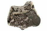 Polished Ammonite (Promicroceras) Slice - Marston Magna Marble #211372-1